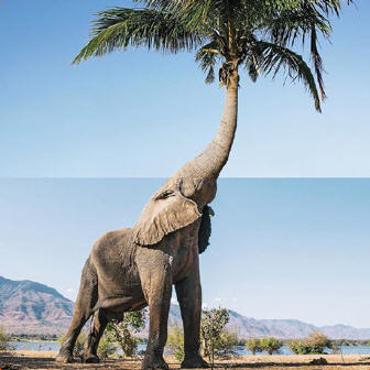 Olifant