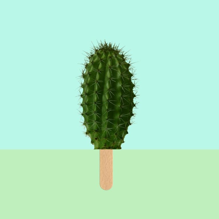 Cactus IJsstokje