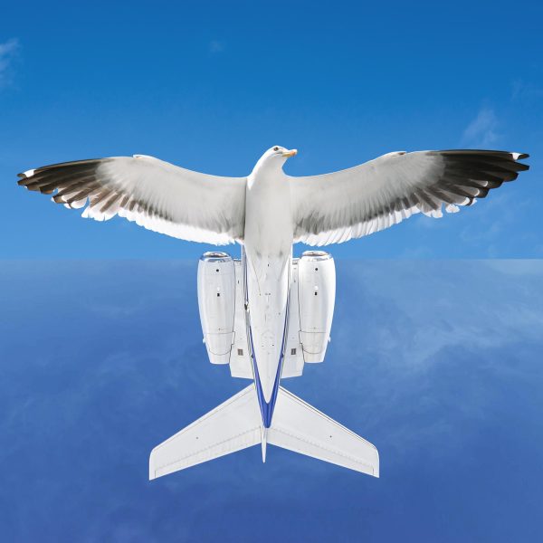 Seagull,With,Spread,Wings,Flying,Against,A,Blue,Sky Seagull with spread wings flying against a blue sky